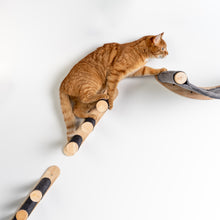 Parede de trepar para gatos - Conjunto de escadas para gatos (Blackline)